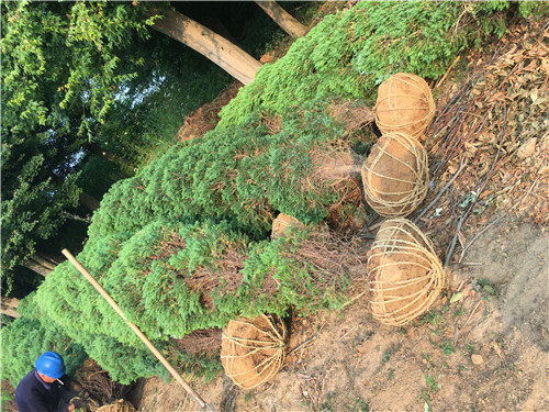 河南檜苗木綠化 鶴壁浚縣1米高河南檜在園林綠化工程中的應(yīng)用