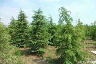 反季種植在園林綠化施工中的技術(shù)要點(diǎn)