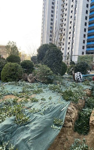 建業(yè)天璽綠化施工正式啟動(dòng)，匠心打造生態(tài)宜居社區(qū)