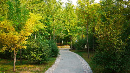 公園園林綠化工程施工全流程解析